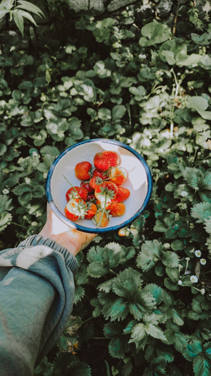 A person holds a bowl of freshly picked strawberries in a lush garden. Vibrant summer vibes.