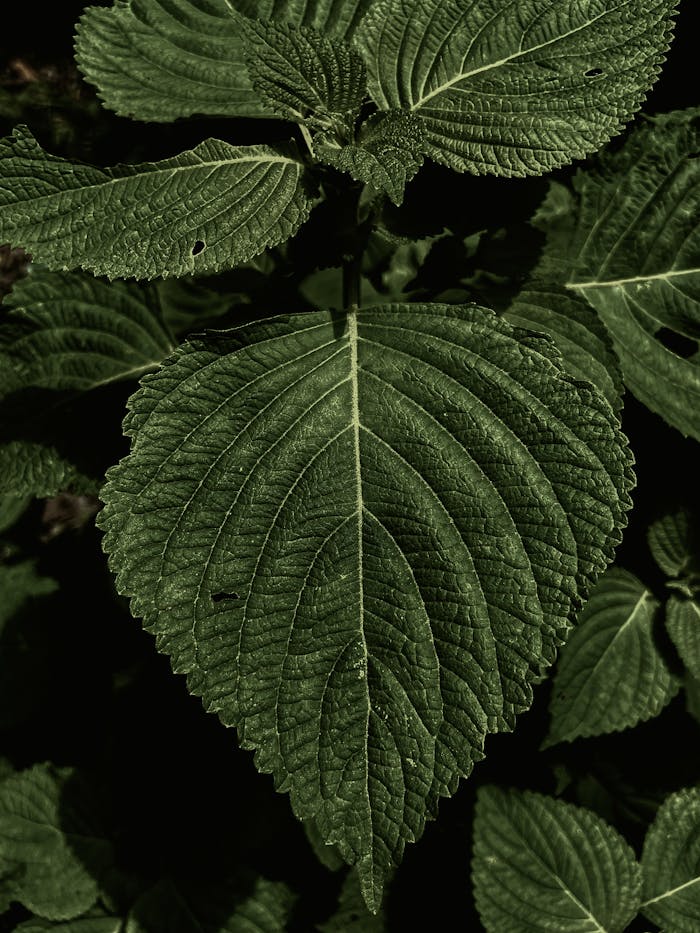 Detailed macro shot of a green textured leaf, highlighting its botanical pattern and natural beauty.