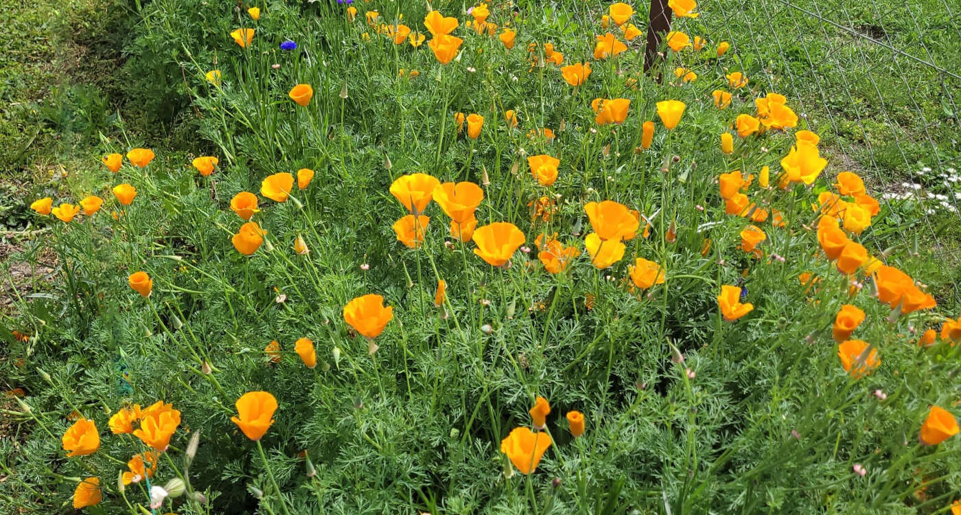 Californiapoppies