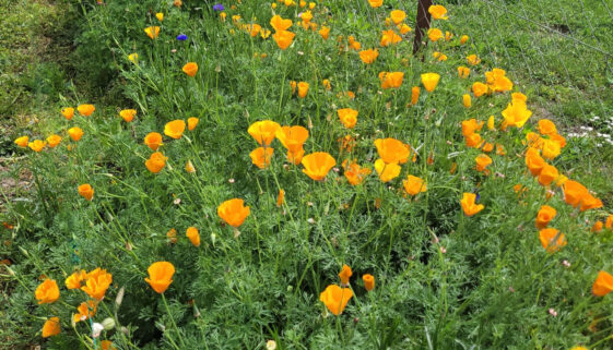 Californiapoppies